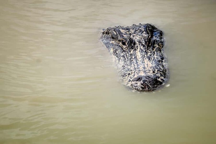 From Miami: Everglades Airboat Alligator Tour with Transfer - Why an Everglades airboat from Miami feels different