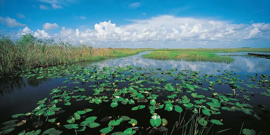 From Miami: Everglades Airboat Alligator Tour with Transfer - The 45-minute airboat with a park ranger: the real wildlife moment