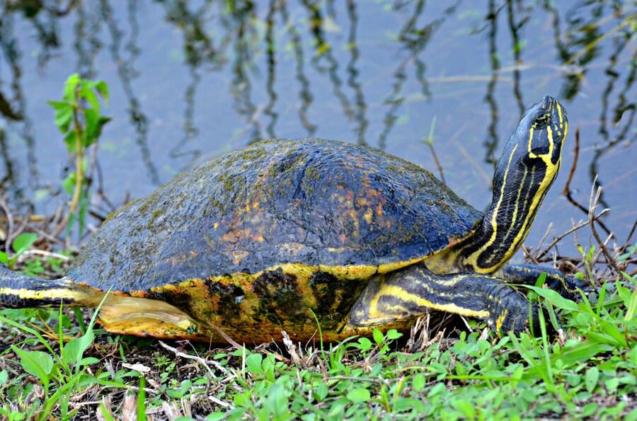 From Miami: Everglades Airboat Alligator Tour with Transfer - Photo and souvenirs: capturing the day without slowing it down