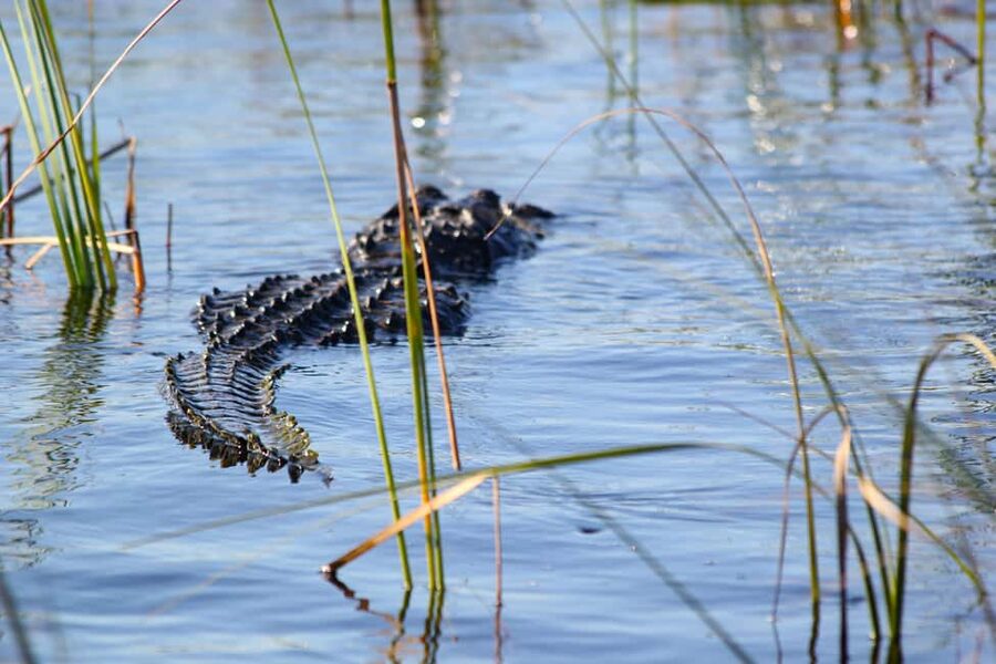From Miami: Everglades Airboat Alligator Tour with Transfer - Who this is great for (and who should skip it)