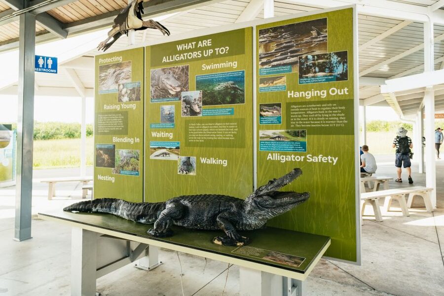 From Miami: Everglades Airboat Ride and Nature Walk - Wildlife Spotting Tips That Match the Way the Tour Works