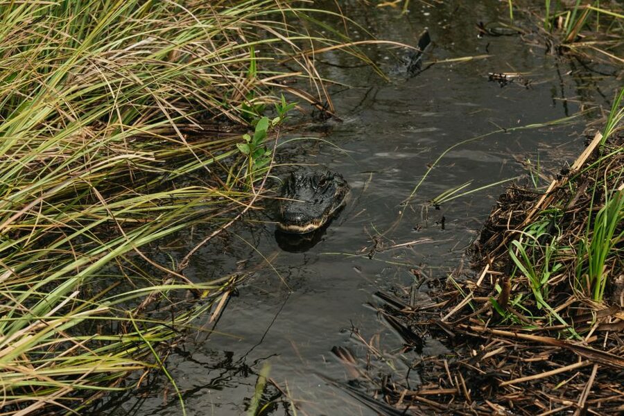 From Miami: Everglades Airboat Ride and Nature Walk - The Miccosukee Village Stop: Culture and History Tied to Wetlands Life