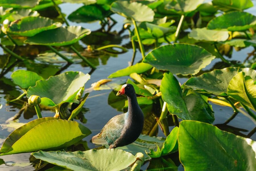 From Miami: Everglades Airboat, Wildlife Show & Bus Transfer - Price and value: is $49 fair for what’s included?