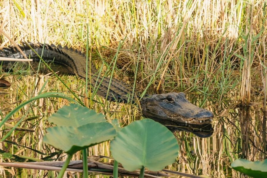From Miami: Everglades Airboat, Wildlife Show & Bus Transfer - What to bring and how to make the most of the day