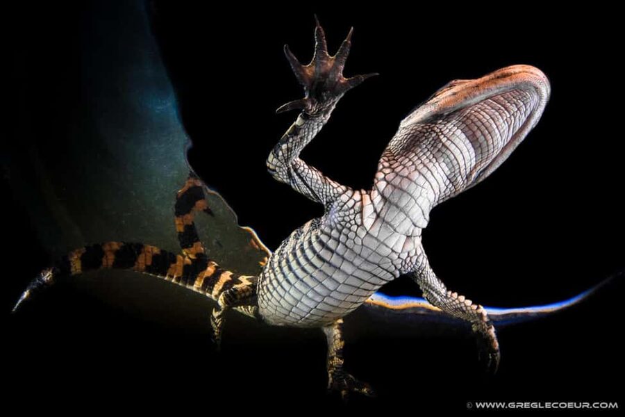 From Miami: Everglades at Night with Guided Airboat Tour - Why an Everglades Night Airboat Feels So Different From Daytime