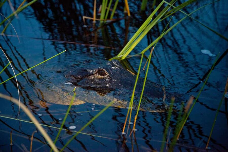 From Miami: Everglades at Night with Guided Airboat Tour - Who This Tour Is Best For (And Who Might Want Something Else)