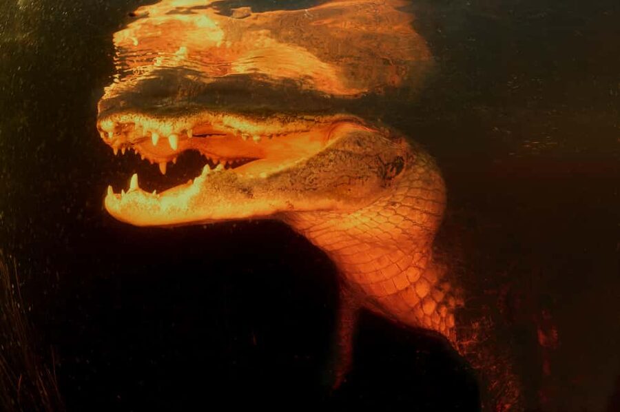 From Miami: Everglades at Night with Guided Airboat Tour - FAQ