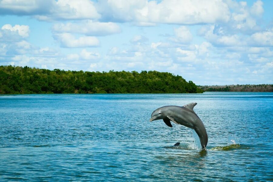 From Miami: Everglades Tour w/ Wet Walk, Boat Trips, & Lunch - Why This Everglades Tour Feels Like Real Nature, Not a Checklist