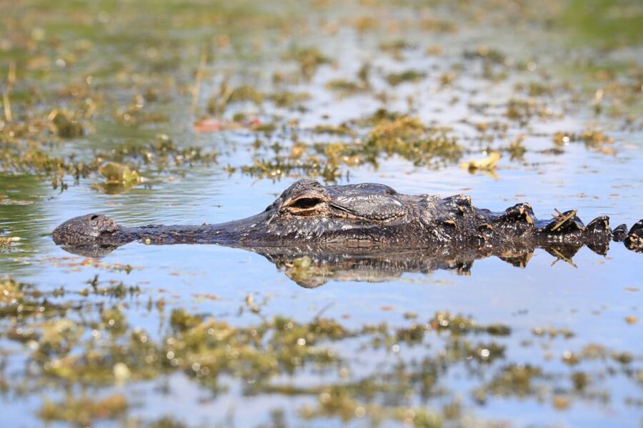 From Miami: Everglades Tour w/ Wet Walk, Boat Trips, & Lunch - Miami Pickup And The Drive Into Everglades Country