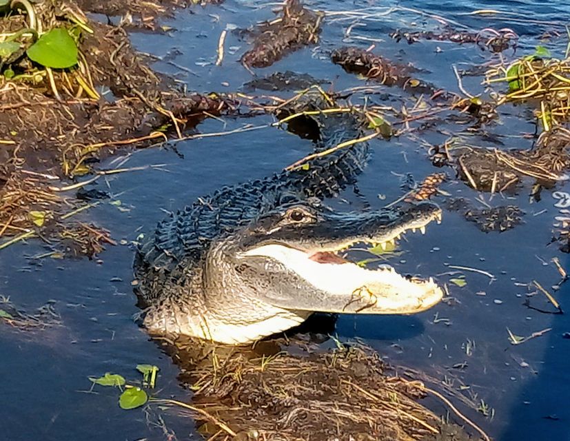 From Miami: Everglades Tour w/ Wet Walk, Boat Trips, & Lunch - Tree Island Village: Learning How People Lived With The Water