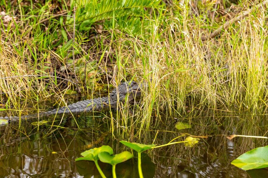 From Miami: Everglades Wildlife Show, Airboat & Bus Transfer - Free Time at the Park: What You Can Do With It