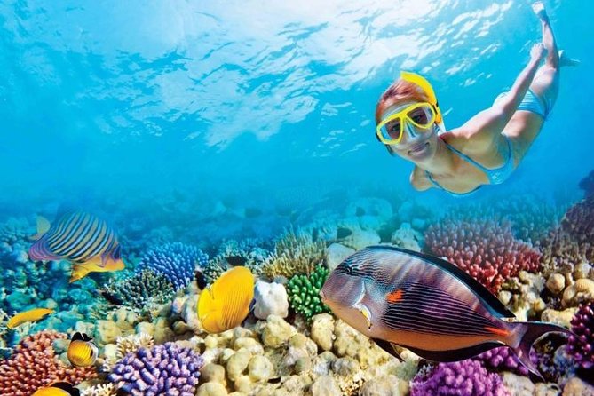 Full-Day Key West Tour and Coral Reef Snorkeling with Open Bar - Catamaran Snorkeling on the Reef: Great When Conditions Cooperate