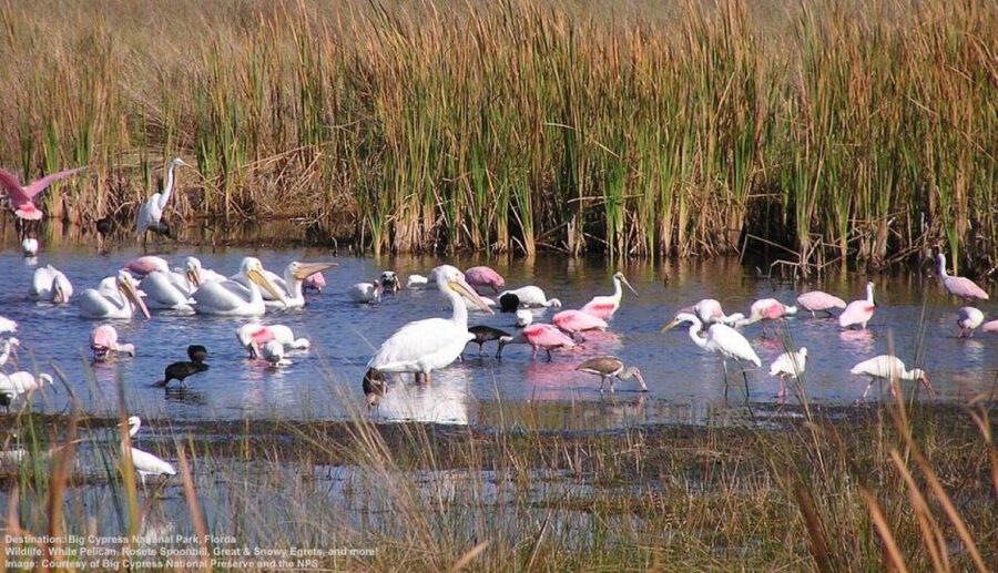 Half-Day Everglades Airboat Tours and Transportation - Key things to know before you go