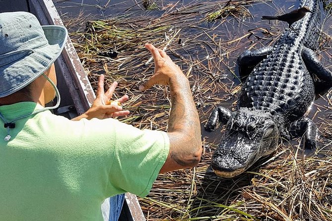Half-day Everglades National Park Tour and 1-Hour Air Boat Ride - Morning logistics from Miami, Hollywood, and the cruise ports