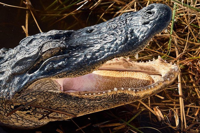 Half-day Everglades National Park Tour and 1-Hour Air Boat Ride - Small-group size and guide energy: why the day feels personal