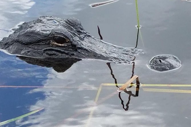 Half-day Everglades National Park Tour and 1-Hour Air Boat Ride - Everglades National Park nature walk: how you spot wildlife without the rush