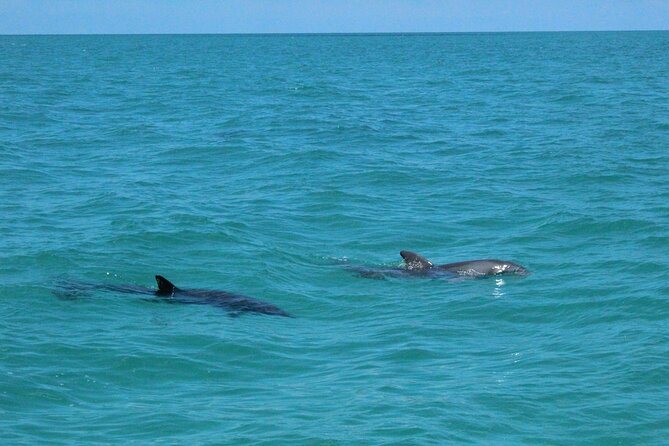 Key West Tours from Miami: Dolphin Discovery, Snorkeling & More ! - Why Key West’s coral reef matters (and what you’ll see)