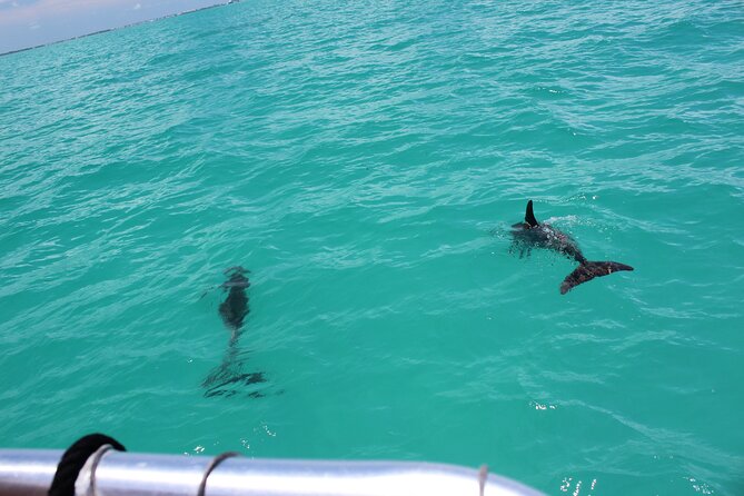 Key West Tours from Miami: Dolphin Discovery, Snorkeling & More ! - Price and value: does $60.84 make sense?