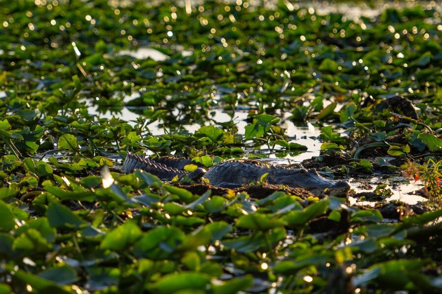 Kissimmee: Boggy Creek Airboat Ride with Optional Meal - Fossil and crystal mining in the 70-foot trough (optional, but the fun is real)