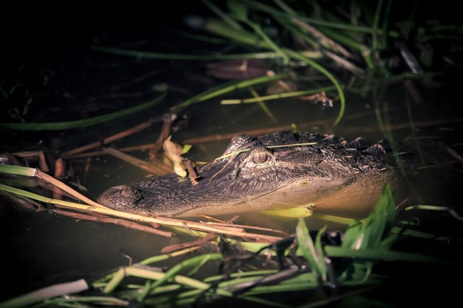 Kissimmee: Boggy Creek Airboats Adventures Night Tour Ticket - Key Things You’ll Notice