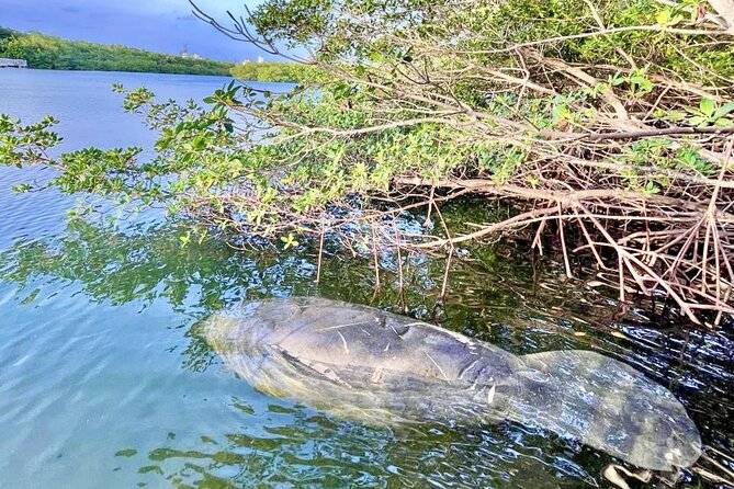 Manatee Season Guided Paddle Tour from Virginia Key - Key highlights at a glance