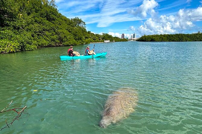 Manatee Season Guided Paddle Tour from Virginia Key - Kayak vs paddleboard: which one fits your day