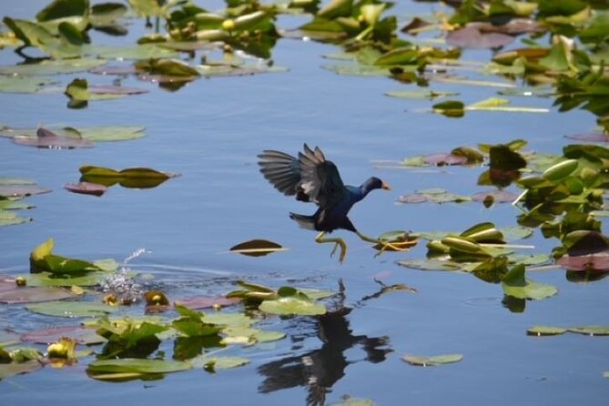 Miami: 60 Minute Private Everglades Airboat Ride - Who this tour is best for (and who might prefer something else)