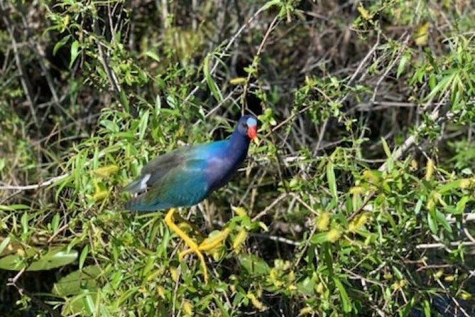 Miami: 90 Minute Private Everglades Airboat Ride - Key things that make this private Everglades ride special