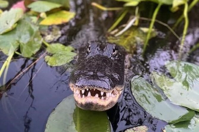 Miami: 90 Minute Private Everglades Airboat Ride - Price and what you’re truly paying for