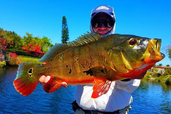 Miami Airport Lakes Peacock Bass Fishing Trip (1 to 4 ppl) - Key reasons this peacock bass trip works so well