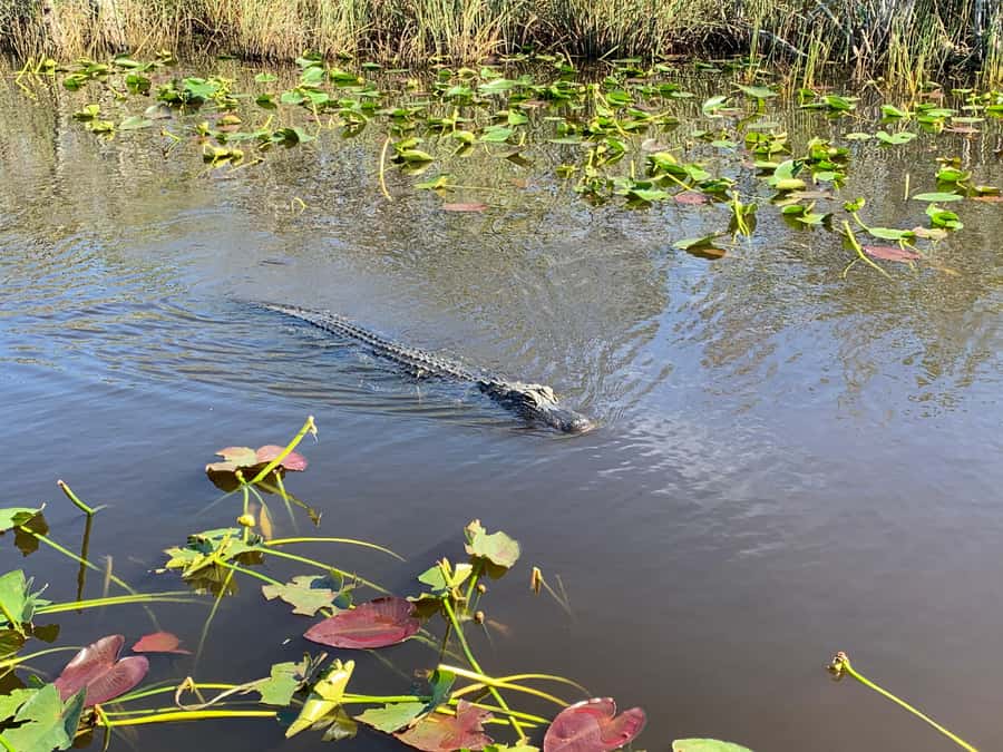 Miami: Alligator Spotting Airboat and Wildlife Reserve - Price and value: is $63 worth a half-day in the Everglades?