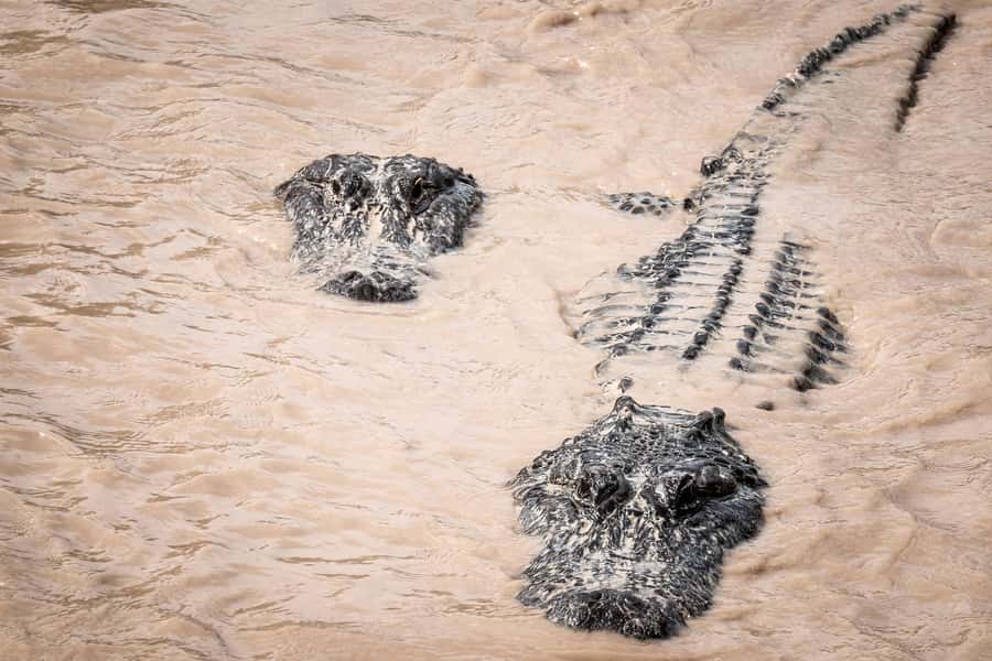 Miami: Alligator Spotting Airboat and Wildlife Reserve - What to bring for a Miami-to-Everglades morning
