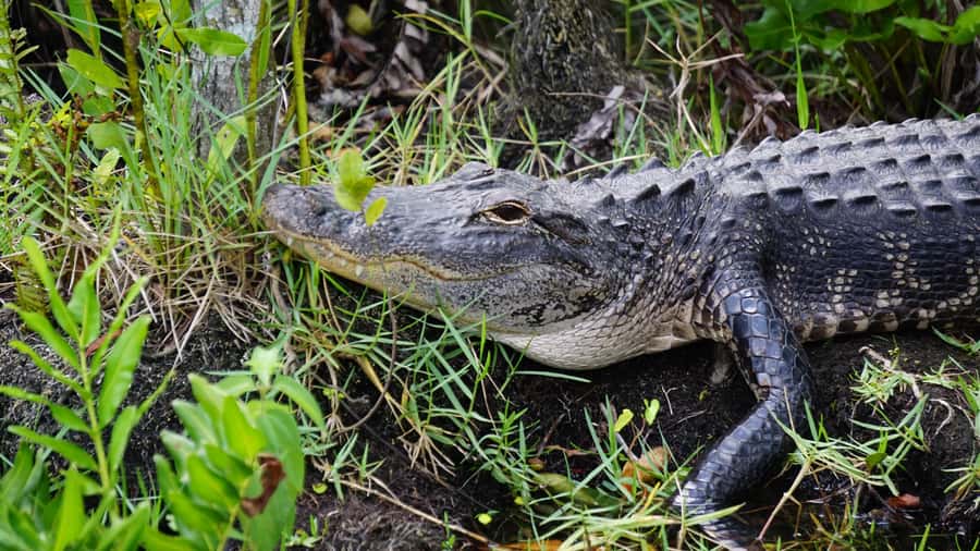 Miami: Alligator Spotting Airboat and Wildlife Reserve - Who should take this tour (and who should skip it)
