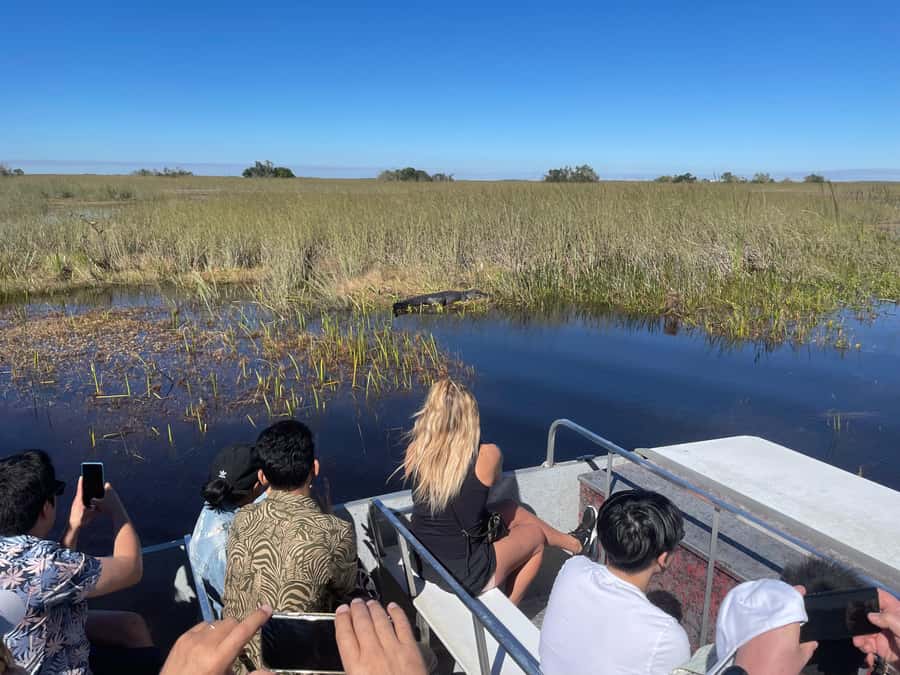 Miami: Alligator Spotting Airboat with Pick-Up/Drop-off - Why this 4.5-hour Everglades airboat combo works from Miami