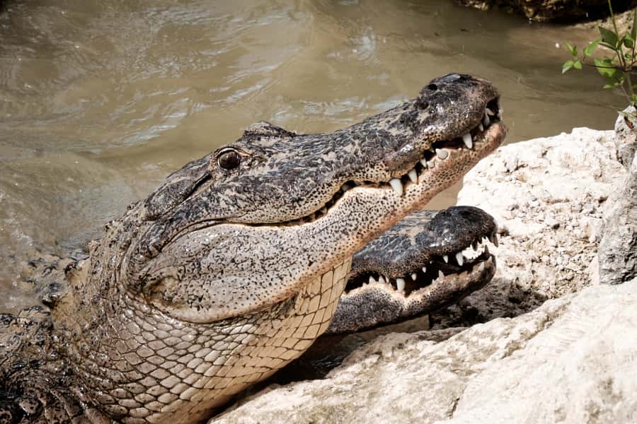 Miami: Alligator Spotting Airboat with Pick-Up/Drop-off - Wildlife refuge stop: rescued animals and education with a purpose