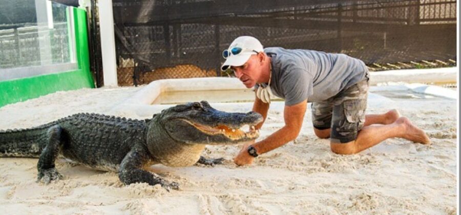 Miami Beach: Everglades Airboat Tours and Rides - The Alligator Show: Why the Live Presentation Is Worth Your Attention
