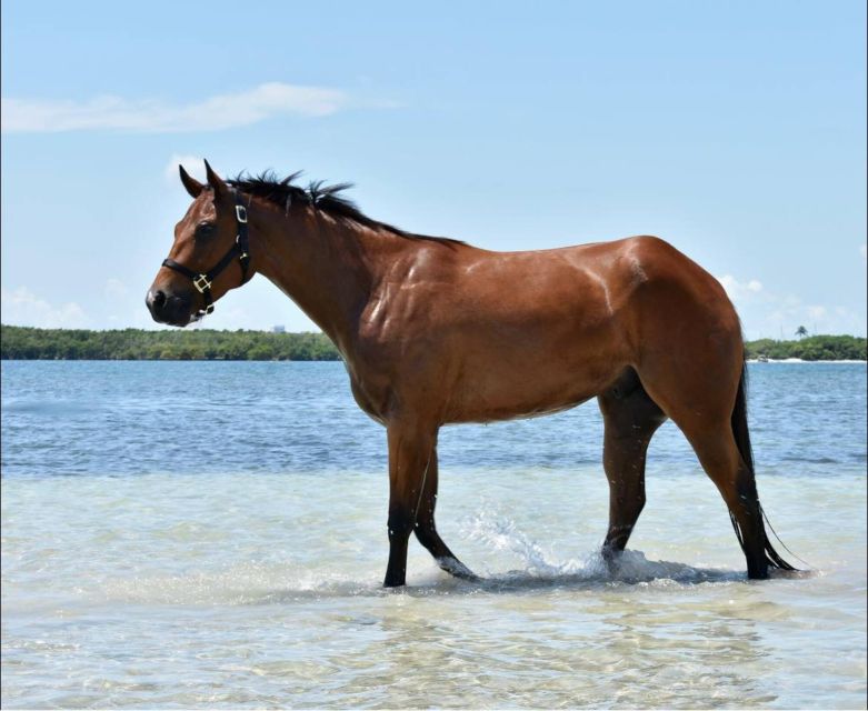 Miami: Beach Horse Ride & Nature Trail - Small Group Comfort: Max 5 Makes It Feel Personal