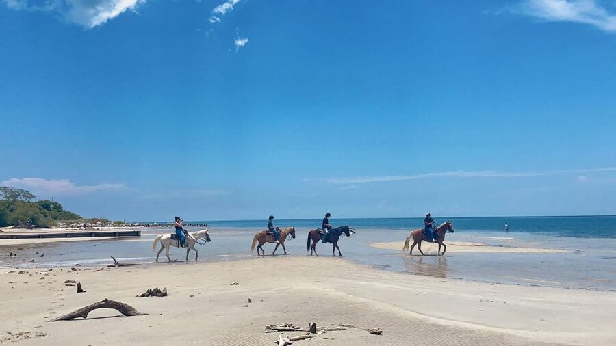 Miami: Beach Horse Ride & Nature Trail - The Nature Trail Portion: Controlled Confidence and Wildlife Spotting