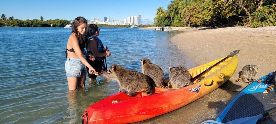 Miami: Beginner-Friendly Island Snorkeling by SUP or Kayak - Is this worth $99 for your Miami day?