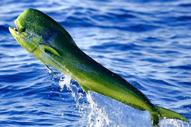 Miami Deep Sea Fishing Charters - Comfort on a Miami charter: shade, water, and the real snack question