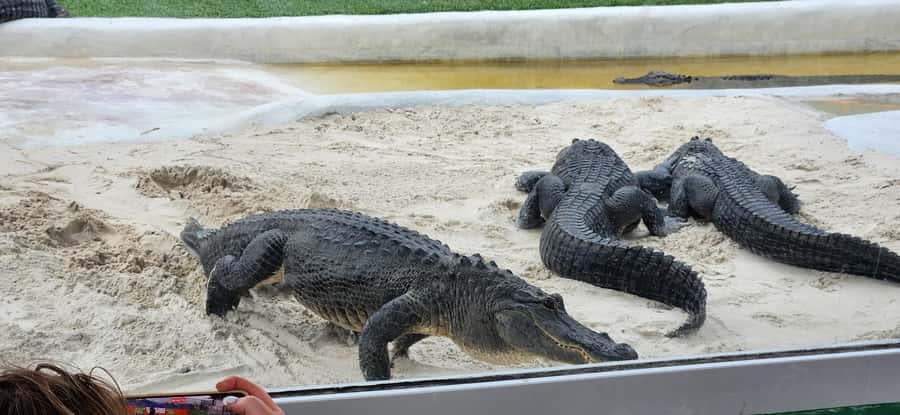 Miami: Everglades Airboat, Gator Encounter & Bus Transfer - Key highlights you’ll actually feel
