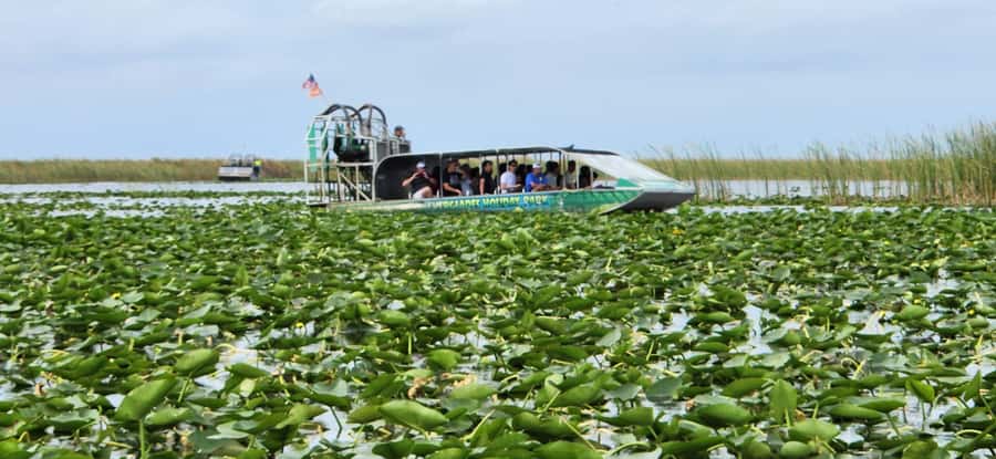 Miami: Everglades Airboat, Gator Encounter & Bus Transfer - The optional gator encounter show: rescued alligators and why that matters