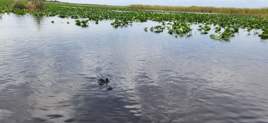 Miami: Everglades Airboat, Gator Encounter & Bus Transfer - Price and logistics: what you’re really paying for at $57