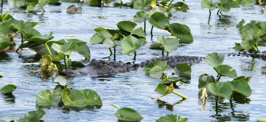 Miami: Everglades Airboat, Gator Encounter & Bus Transfer - Who this tour suits best (and who should skip it)