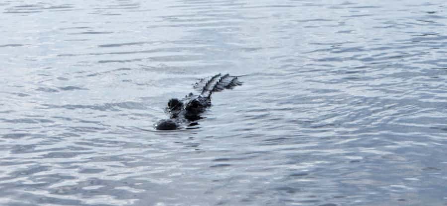 Miami: Everglades Airboat, Gator Encounter & Bus Transfer - Should you book this Miami Everglades airboat + gator encounter?