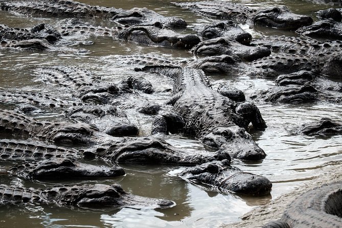 Miami: Everglades Airboat incl. Group Photo - Should you book? My take with your time and money in mind