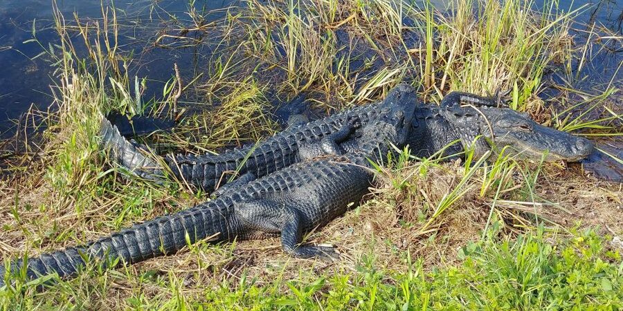 Miami: Everglades Airboat Ride and Tram Tour - Who should book this Miami Everglades combo tour (and who might not)