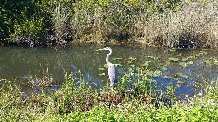 Miami: Everglades Airboat Ride and Tram Tour - Live guides and small-group pacing: why the day feels smooth