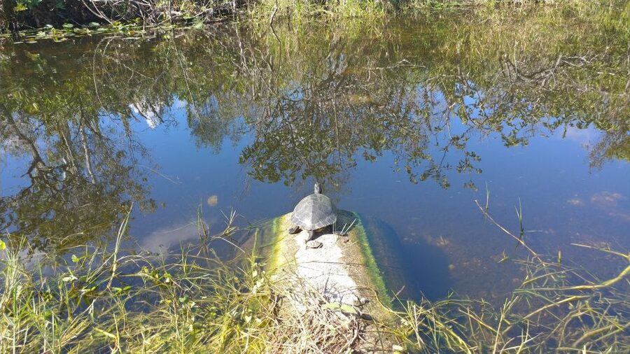 Miami: Everglades Airboat Ride and Tram Tour - Value check: what you actually get for $169