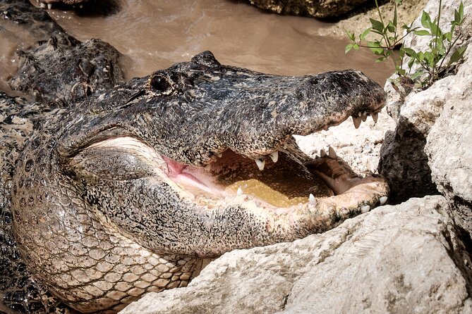 MIAMI: Everglades Airboat, Wildlife Gator Show and Pick-up - Who This Tour Fits Best (And Who Should Think Twice)